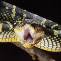 Tropidolaemus wagleri 4