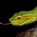 Tropidolaemus wagleri 2