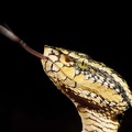 Tropidolaemus wagleri