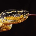 Tropidolaemus wagleri 3