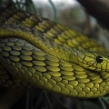 Western Green Mamba