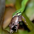 Uromacer catesbyi