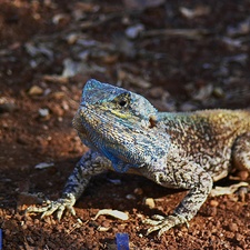 Lizards