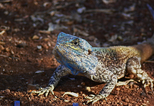 Lizards