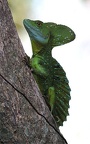 Basiliscus plumifrons 001