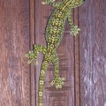 Gekko smithii.jpg