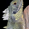 Hypsilurus godeffroyi 1