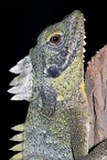 Hypsilurus godeffroyi 1