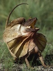 Chlamydosaurus kingii