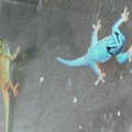 Lygodactylus williamsi.jpg