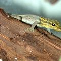 Lygodactilus luteopicturatus.jpg