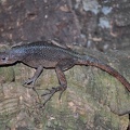 Oplurus grandidieri.jpg