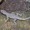 Oplurus quadrimaculatus.jpg