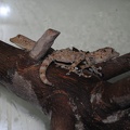 Ptyodactilus haselquisti.jpg