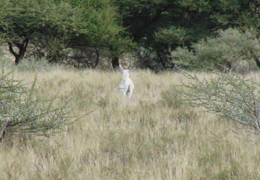 Afrika 2007 324