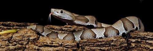 Agkistrodon contortrix 1