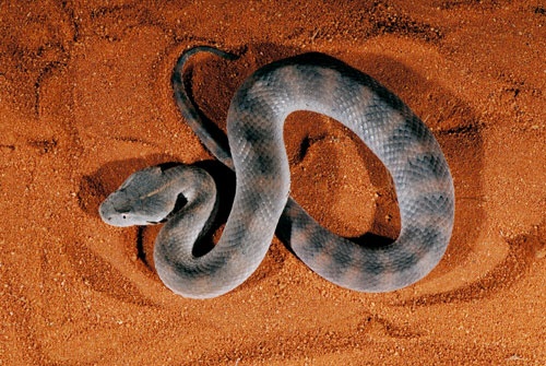 Acanthophis laevis