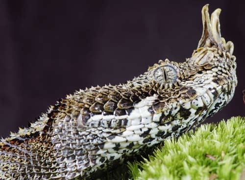 Bitis nasicornis