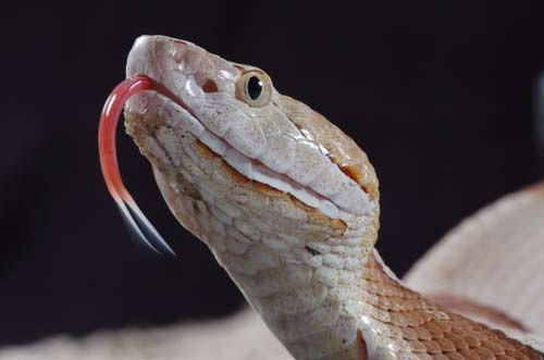 Agkistrodon contortrix