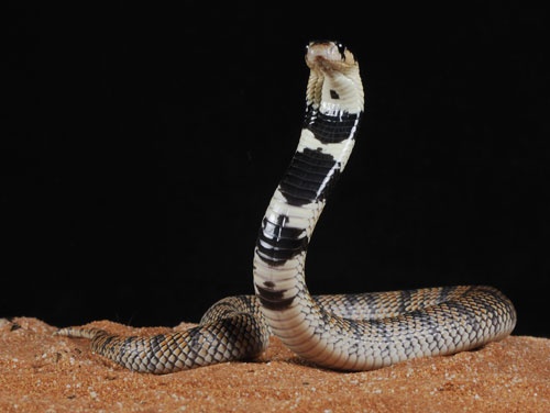 Aspidelaps lubricus cowlesi