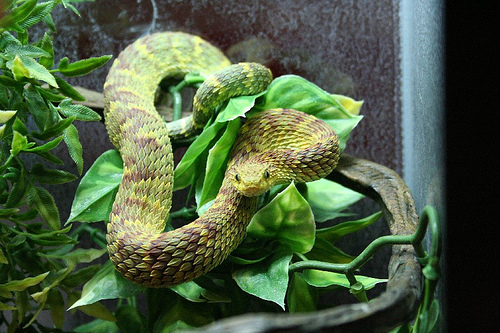 Bush Vipers