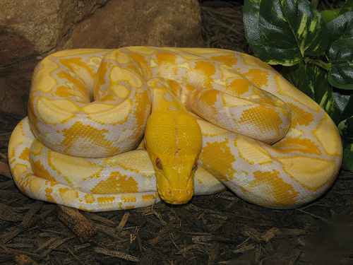 Burmese Python