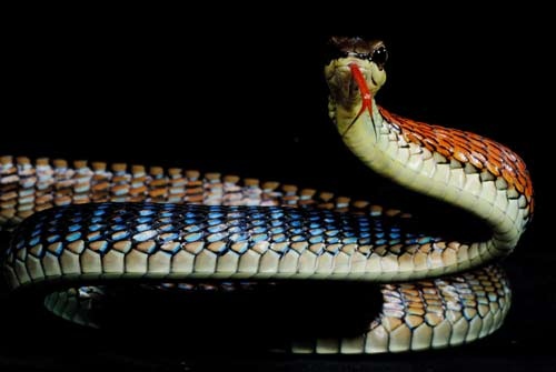 Dendrelaphis cyanochloris