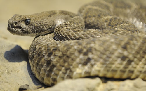 Crotalus atrox