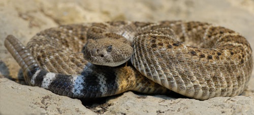 Crotalus atrox 1