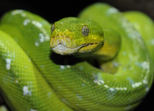 Morelia viridis.jpg