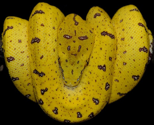 Morelia viridis 1