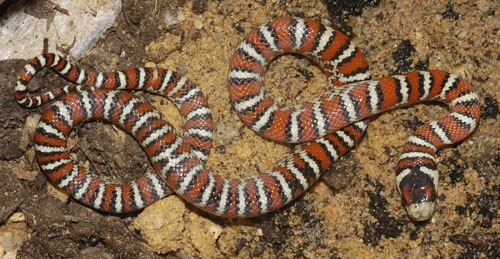 Lampropeltis pyromelana