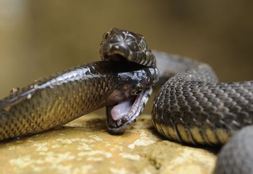 Natrix tessellata
