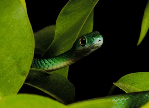 Philothamnus sp 