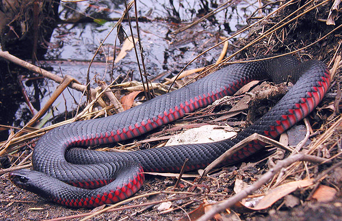 Red-bellied Black Snake