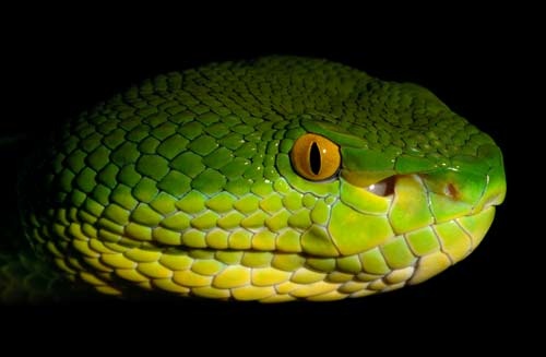 Trimeresurus albolabris 1