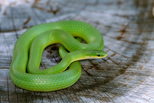 Smooth Green Snake.jpg