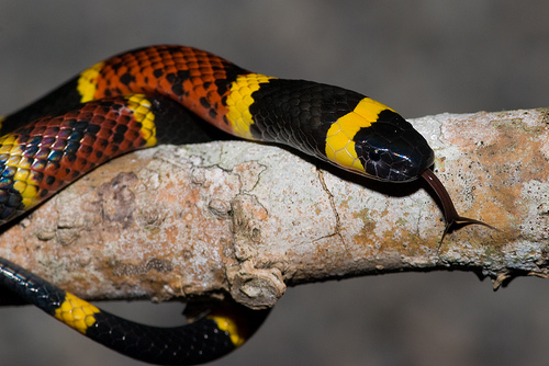 Texas coral snake.jpg