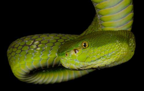 Trimeresurus albolabris 3.jpg