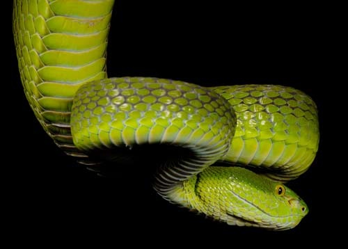 Trimeresurus albolabris 2