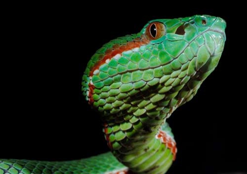 Trimeresurus gumprechti.jpg