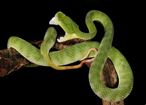 Trimeresurus hageni