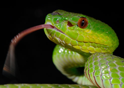 Trimeresurus insularis 1