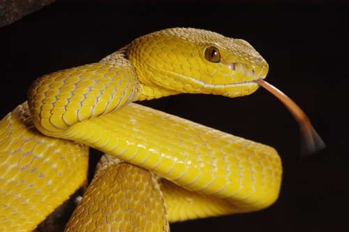 Trimeresurus insularis 3