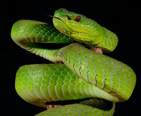 Trimeresurus insularis