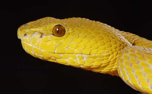 Trimeresurus insularis 2