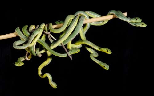 Trimeresurus popeiorum