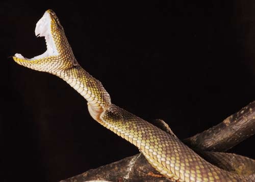 Trimeresurus purpureomaculatus 2