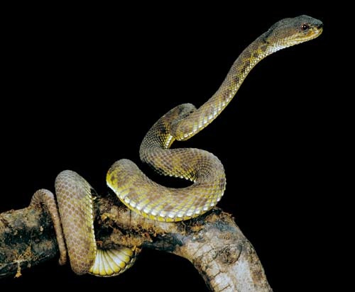 Trimeresurus purpureomaculatus 1