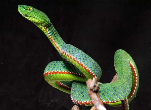 Trimeresurus popeorum